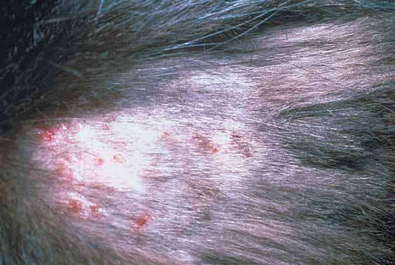 Cat Skin Allergies Causes, Treatment, Pictures and Video Advice