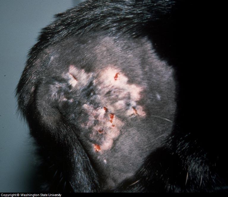 Feline Skin Infection And Pictures Of Cat Skin Problems