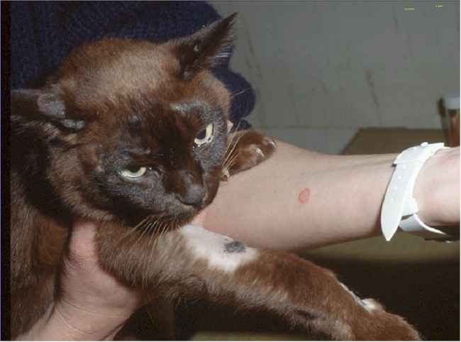 Picture of Cat Ringworm