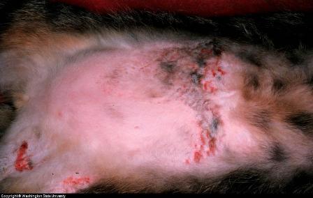 Skin Diseases of the Dog and Cat
