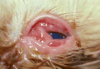 Feline Herpes Of The Eye Treatment