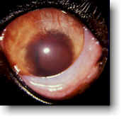 Picture of Feline Uveitis