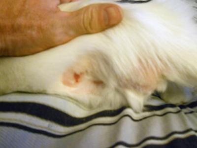 Cat Skin Lesion and Hair Loss