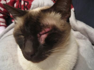 Cosmo's Unknown Cat Skin Disorder