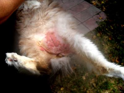 Picture Cat Stomach Rash