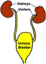 feline urinary infection