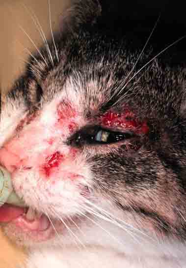 cat skin disorder allergy face