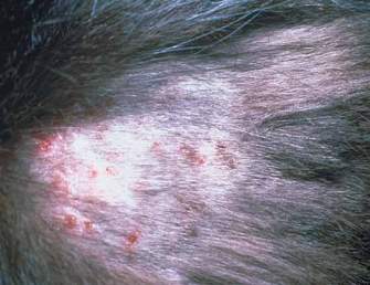 picture cat skin miliary dermatitis