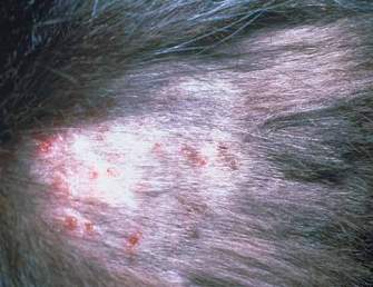 53 Best Photos Miliary Dermatitis Cats Images : Cat Skin Irritation And Hair Loss | Liptutor.org