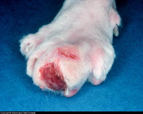 cat skin disorders