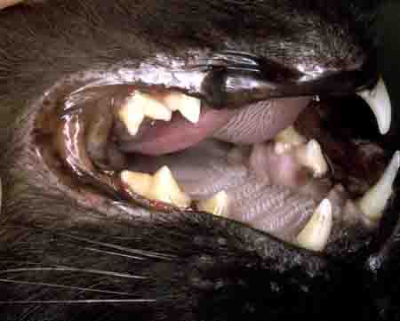 cat dental tarter - example 3 - 450px x 361px