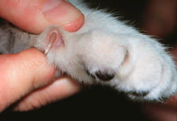 cat dew claw