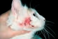 cat hair loss face