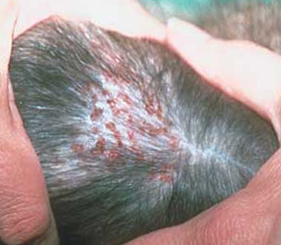 cat hair loss - miliary dermatitis