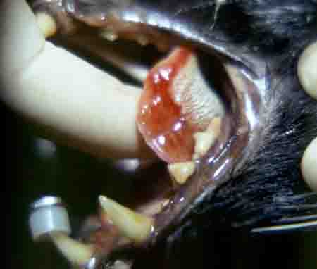 cat stomatitis dental disease - example 4 - 450px x 382px