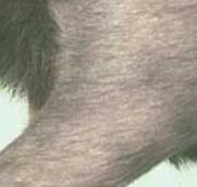 cat skin problems atopy cat skin problems atopy