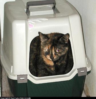 covered cat litter box covered cat litter box