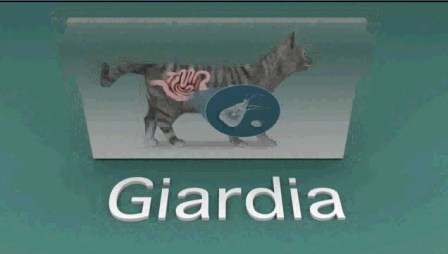 giardia in cats