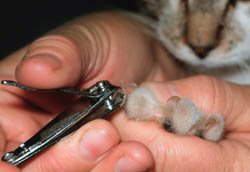 placing human nail clippers on the toenail