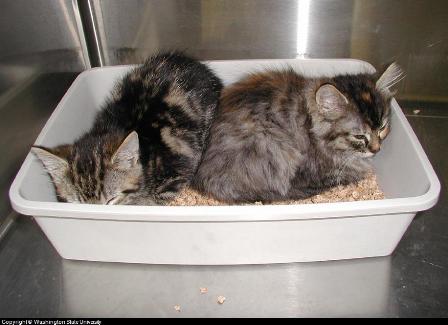 kitten litter pan kitten litter pan