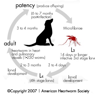 heartworm feline life cycle