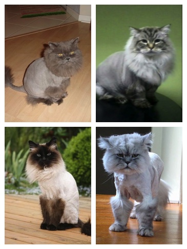 lion cut cat