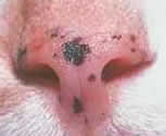 pciture of macule