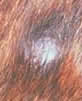 picture of cat skin nodule