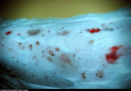 feline skin lesions