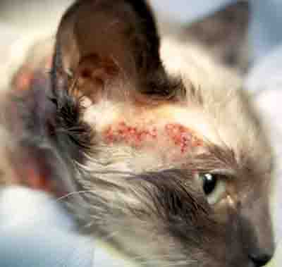 cat allergy symptoms dermatitis