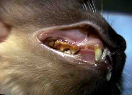 cat dental problem - example 1 - 450px x 124px
