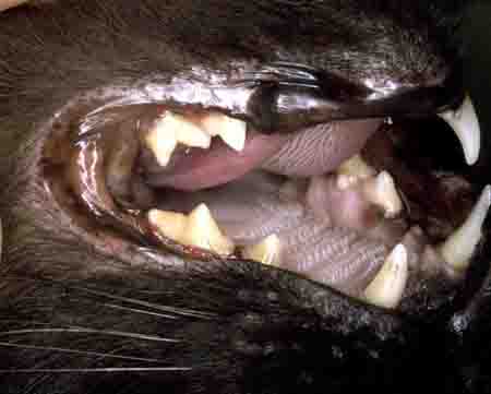 cat dental tarter - example 3 - 450px x 361px