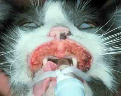 cat eosinophilic granuloma lips