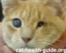 cat eye glaucoma