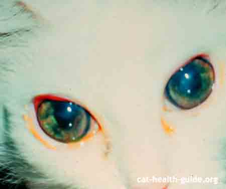 cat uveitis in FeLV positive feline