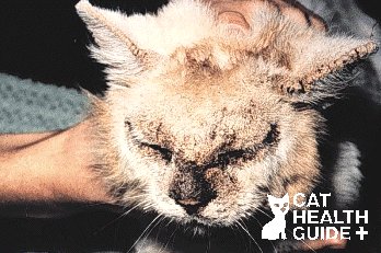 cat hair loss mange cat hair loss mange