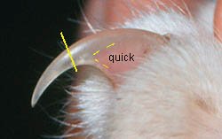 where the quick is located on a cats toenail