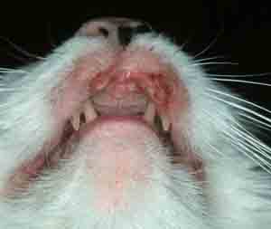 cat skin disorder lip