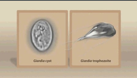 cat giardia