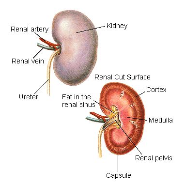 cat kidney anatomy