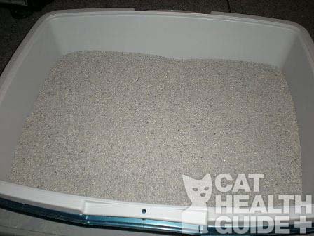 cat litter