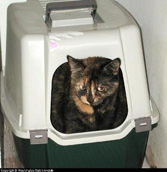 covered cat litter box