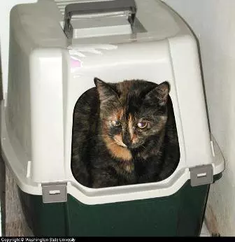 covered cat litter box covered cat litter box