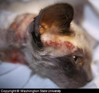 feline skin lesions