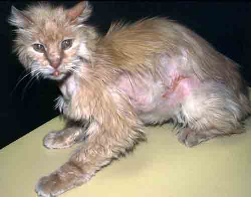 hyperthyroidism cat hyperthyroidism cat