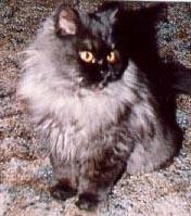 persian long hair cat