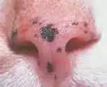 Pictures of Cat Skin Problems