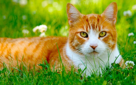 The Cat Health Guide Dedicated to Helping Your Cat Stay Healthy