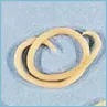 Cat Worm Picture Roundworm