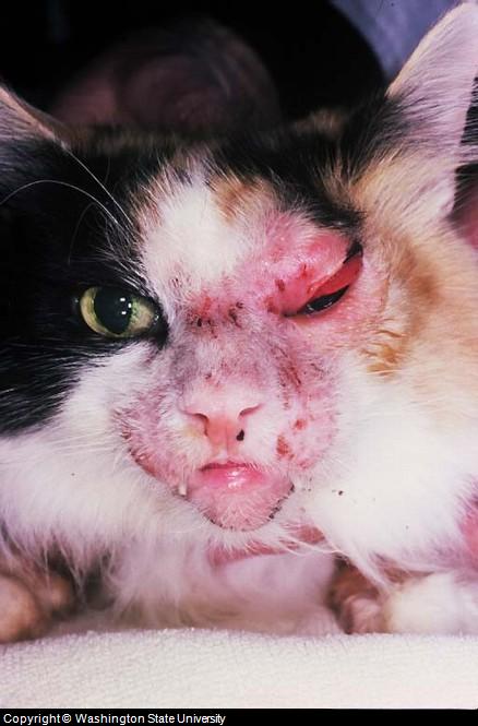feline skin infection